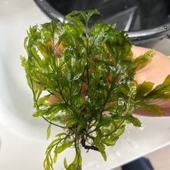 ボルビティスヒュディロティ