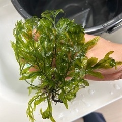 ボルビティスヒュディロティの画像