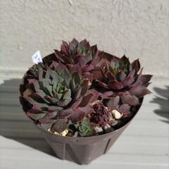 多肉植物　センペルビウム