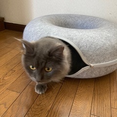 猫ベッド　猫トンネル　ペット用品の画像