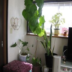 大型観葉植物　フィカスウンベラータ　180cn(画像一番高い植物)　黒の瀬戸物鉢付き♪の画像