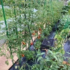 一緒に家庭菜園しませんか？