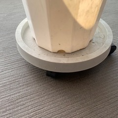 大きめ鉢 植物の画像