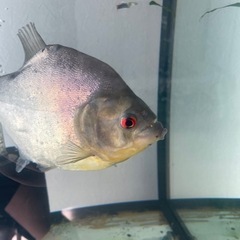 ※最終値下げ　ブラックピラニア　30cmの画像