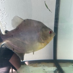 ※最終値下げ　ブラックピラニア　30cmの画像