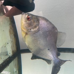 ※最終値下げ　ブラックピラニア　30cmの画像