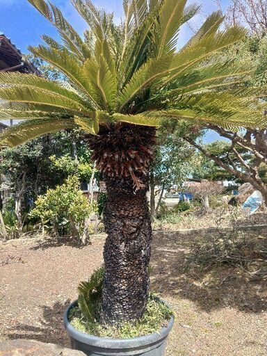 とっても凛としてるソテツ