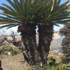 ダブルヘッドの素晴らしいソテツ