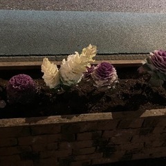 これから散歩しませんか
