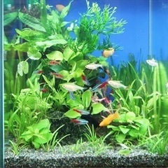 観賞魚好きなかた。