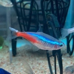 観賞魚好きなかた。 - 友達