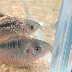 観賞魚好きなかた。 - 府中市
