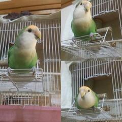 一時停止★コザクラインコシニア♂