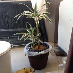観葉植物