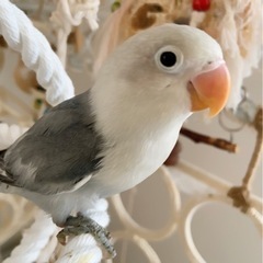 里親募集（ボタンインコ）【決まりました！】