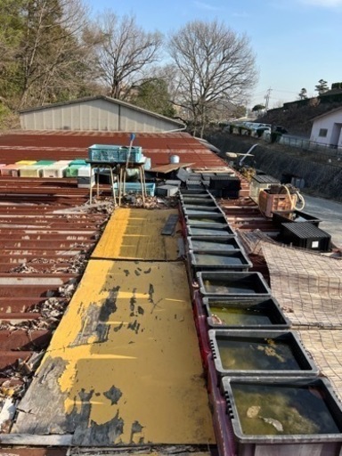 改良メダカセット