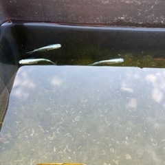 改良メダカセットの画像