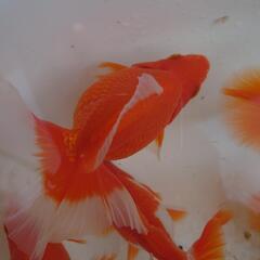 金魚「土佐金明け3歳」90センチの画像