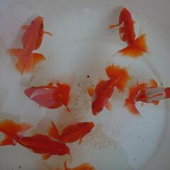 金魚「土佐金明け3歳」90センチ