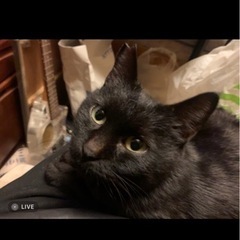 黒ネコ🐈‍⬛女の子