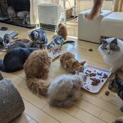 猫カフェ【春休みイベント】