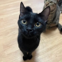 人馴れバツグンのジジちゃん