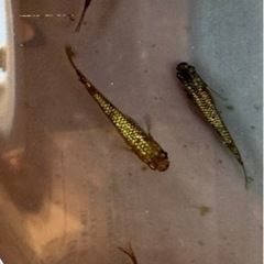 メダカ　サイシュウヘイキの画像