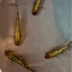 メダカ　サイシュウヘイキの画像