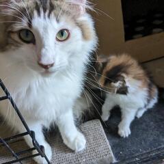 乳幼児無料【ふれあい猫カフェ】