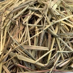 【再入荷 】競走馬用USA産1番刈りチモシー300g