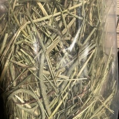 【再入荷 】競走馬用USA産1番刈りチモシー300gの画像