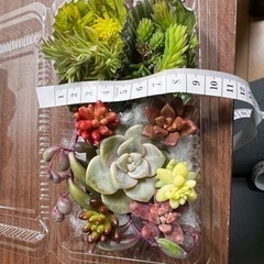 多肉植物とセダムの画像