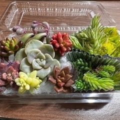 多肉植物とセダムの画像