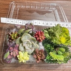 多肉植物とセダムの画像