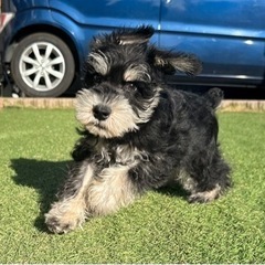 【飼い主様決まりました】Mシュナウザーの男の子🌟