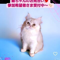 4/6(土)譲渡会♪8月生スコティッシュストレート♂カメオタビー...