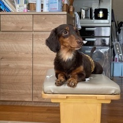 ミニチュアダックスフンド〈商談中〉 - 糸島市