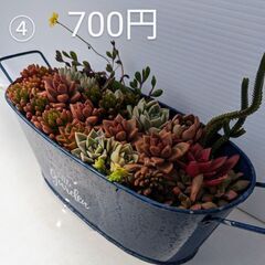 多肉植物(寄せ植え)(容器込)