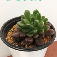 多肉植物(単品)