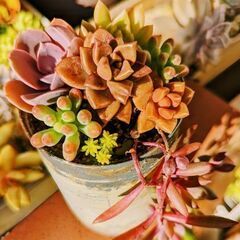 多肉植物(寄せ植え)(容器込)