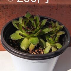 多肉植物(3つ込)(お話中)