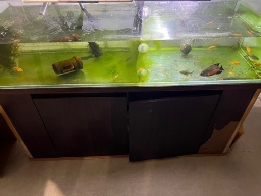 急遽キャンセル出たため再募集水槽、熱帯魚