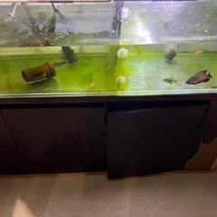 急遽キャンセル出たため再募集水槽、熱帯魚