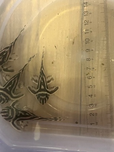 インペリアルゼブラプレコ 4匹セット