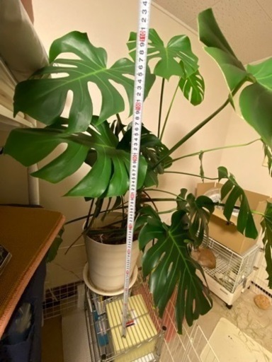 観葉植物　モンステラ　高さ110cm