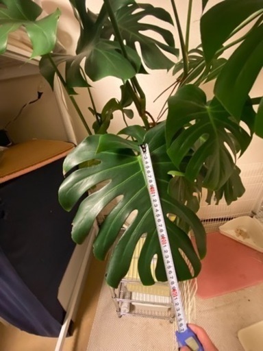 観葉植物　モンステラ　高さ110cm