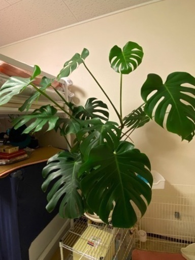 観葉植物　モンステラ　高さ110cm