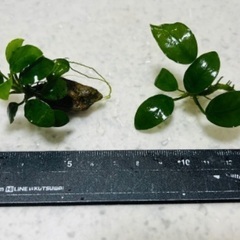 在庫あり！アヌビアスナナの画像