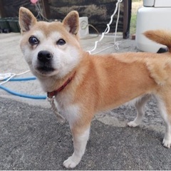 迷子犬