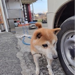 迷子犬 - 荒尾市